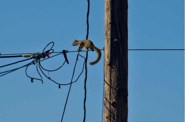 unexpected power outage causes squirrels small animals power lines national standby repair